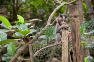 Monkey forest in Ubud